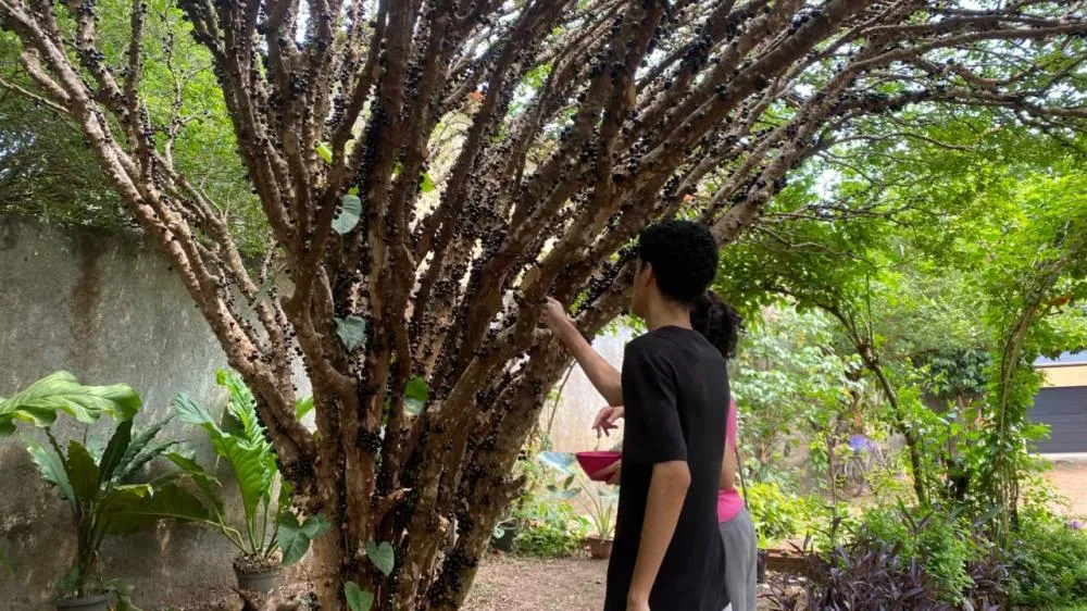 Rota Gastronômica da Jabuticaba oferece pratos especiais em Taquaruçu